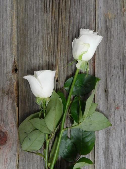 TIBET  WHITE ROSES